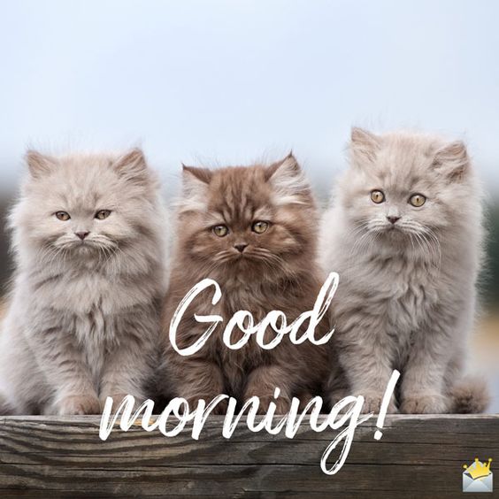 картинки good morning котики