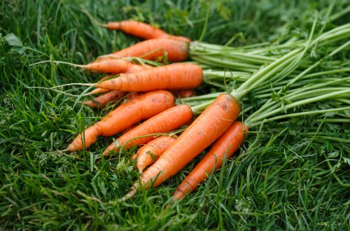 Особенности выращивания моркови из семян