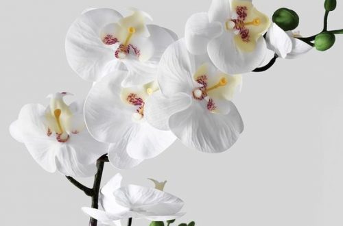Цветущие гибискусы и прекрасные орхидеи - Украфлора