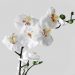 Цветущие гибискусы и прекрасные орхидеи - Украфлора