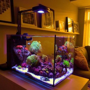 Корали для акваріума